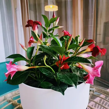 Apartamento Saint Jean Gare Bel T3 Free Parking *